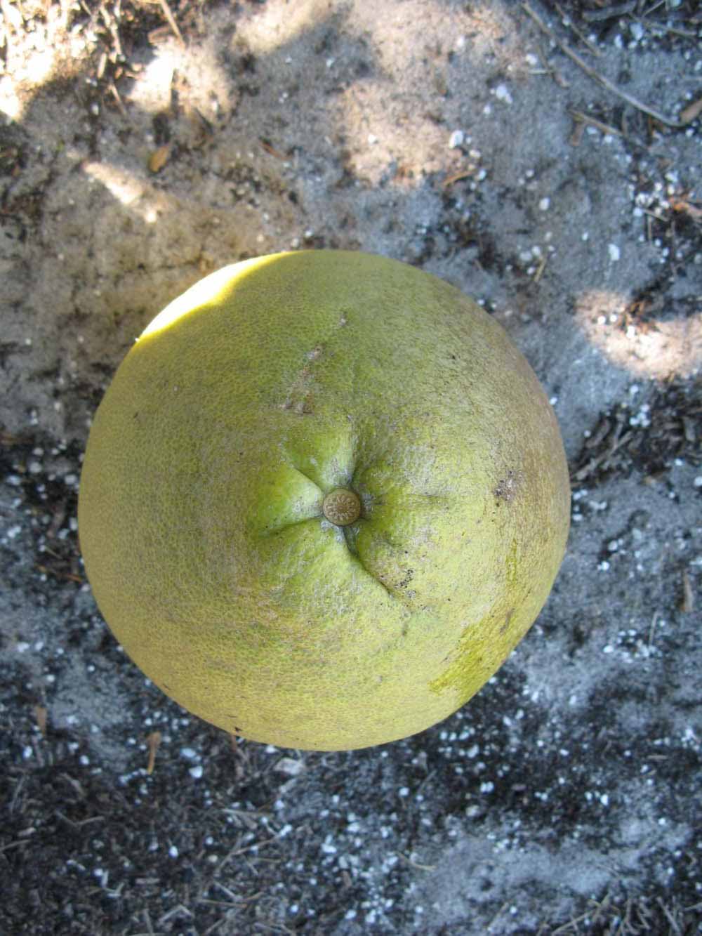              Fruit (Sha Tian You, Winter Haven, FL)   